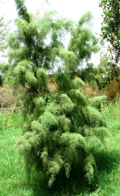 Tamarix indica